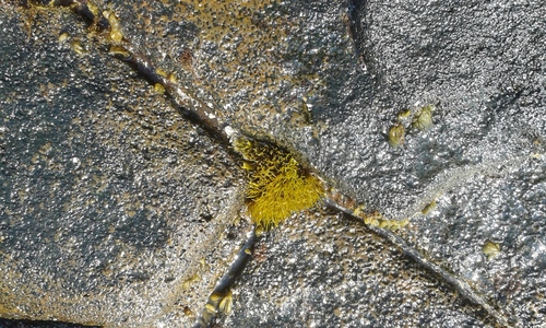 Gymnogongrus durvillei