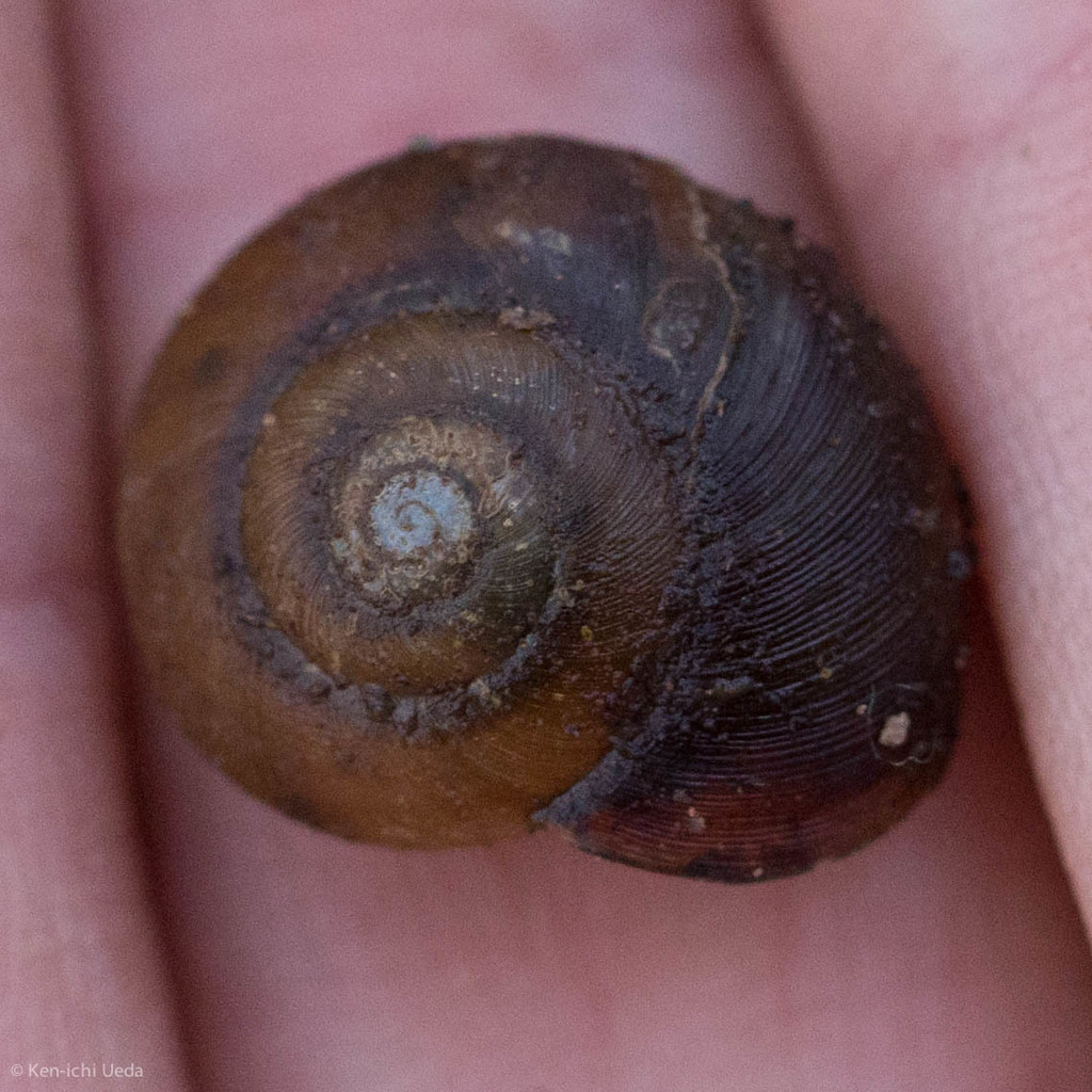 globose button