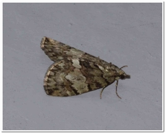 Hydriomena renunciata