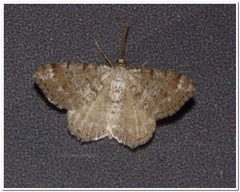 Digrammia ocellinata