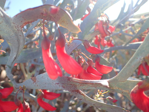 Daviesia epiphyllum, photograph 5