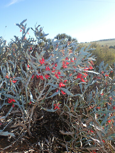Daviesia epiphyllum, photograph 6