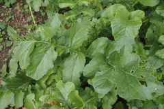 Raphanus sativus longipinnatus