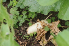 Raphanus sativus longipinnatus