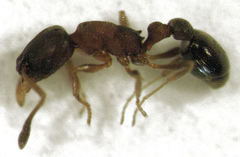Cardiocondyla minutior