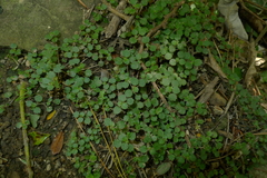 Australina pusilla pusilla