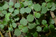 Australina pusilla pusilla