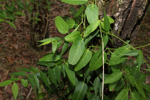 Image of Vincetoxicum ovatum by (c) Greg Tasney, some rights reserved (CC BY-SA)