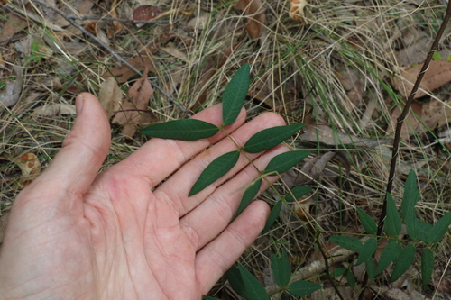 Algarrobilla (Senna sophera)