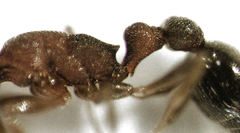 Cardiocondyla minutior