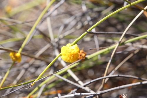 Acacia carens (Acacia carens)