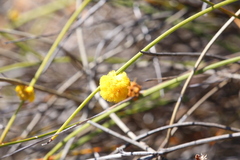 Acacia carens (Acacia carens)