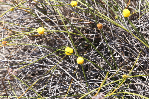 Acacia carens