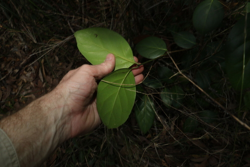 Image of Psydrax lamprophyllus by (c) Greg Tasney, some rights reserved (CC BY-SA)