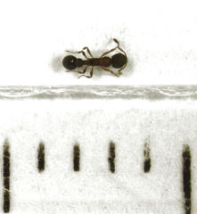 Cardiocondyla minutior