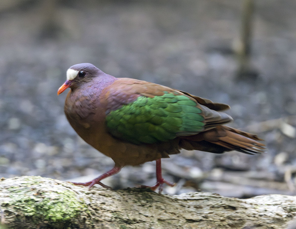 Stephan's Emerald Dove