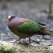 Stephan's Emerald Dove - Photo (c) dushenkov, some rights reserved (CC BY-NC)