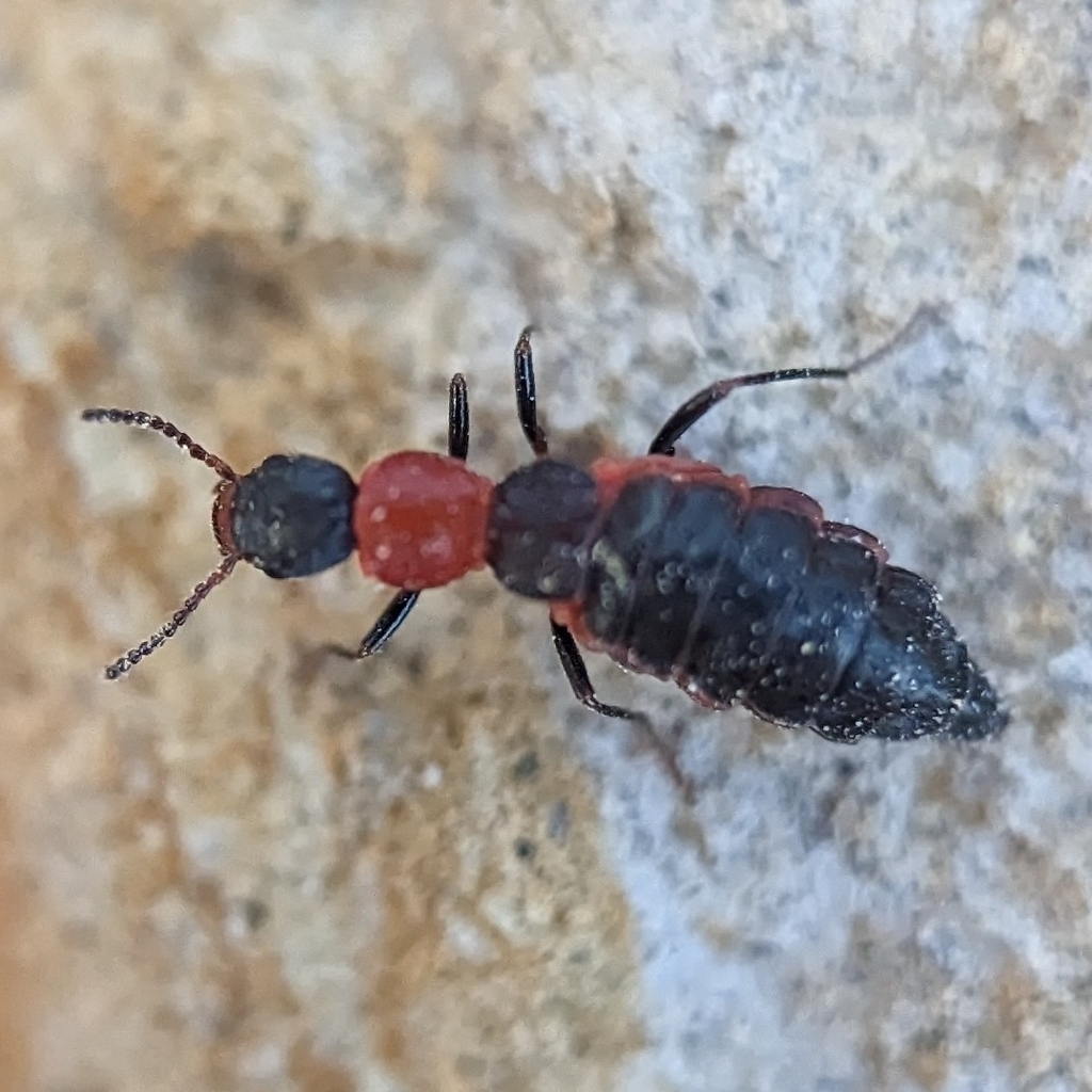 Endeodes collaris