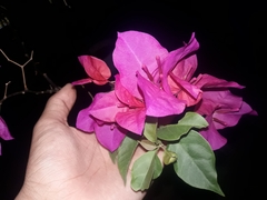 Bougainvillea