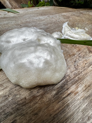 Lycoperdon observed 2023-06-03