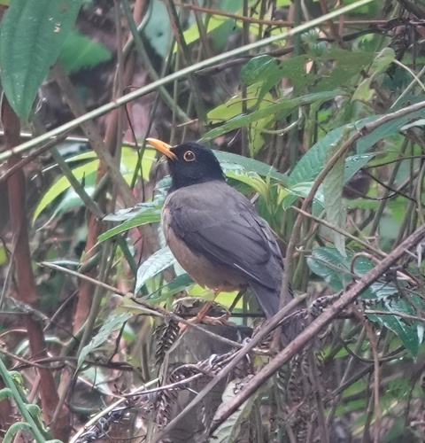 Black-hooded Thrush (Turdus olivater), photo 8