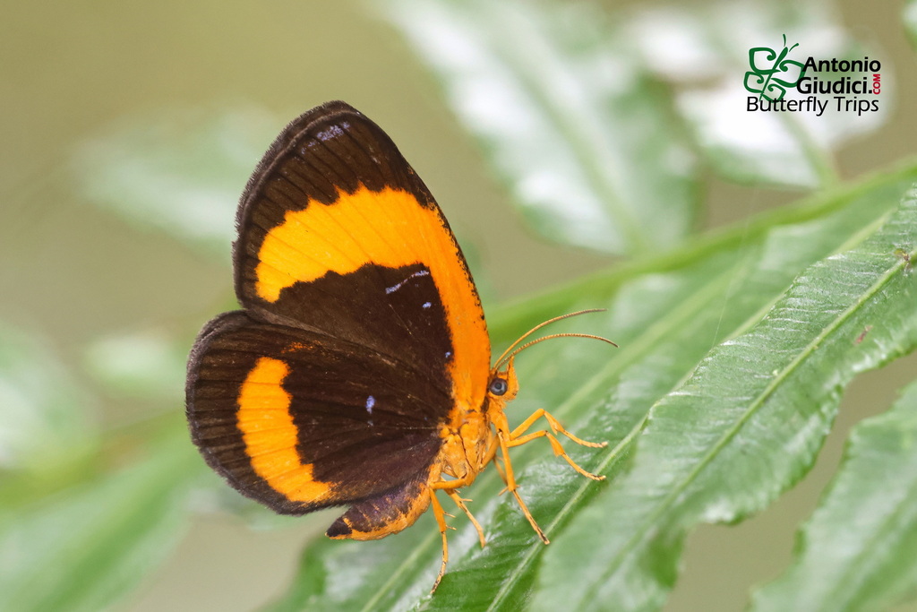 Callidula dichroa