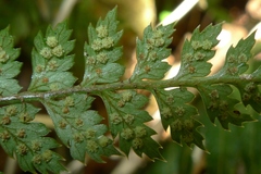 Polystichum silvaticum