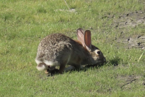 iNaturalist observation photo of Desert Cottontail