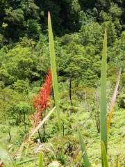Pitcairnia spicata