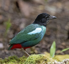 Eastern Hooded Pitta photo 2
