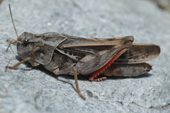 Pardalophora apiculata