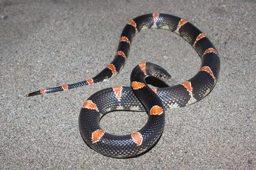 Mexican Long-nosed Snake