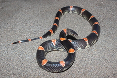 Rhinocheilus antonii