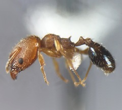 Pheidole metallescens