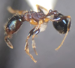 Pheidole metallescens
