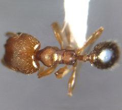 Pheidole metallescens