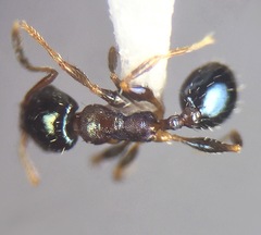 Pheidole metallescens