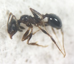 Pheidole tetra