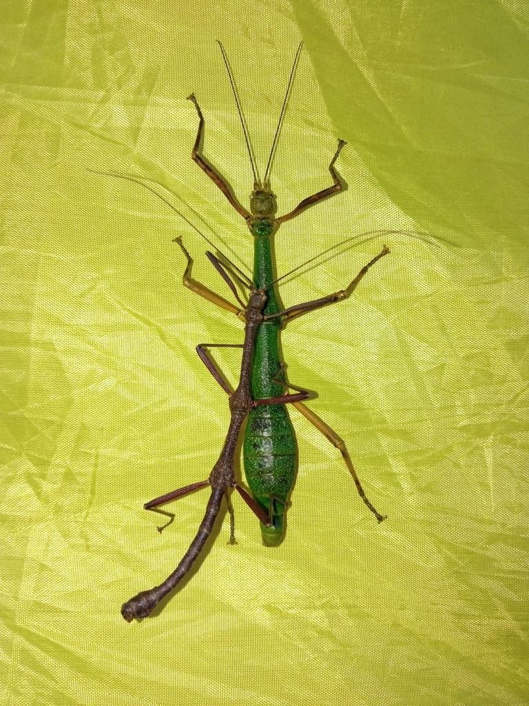 Periphetes forcipatus