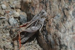 Pardalophora apiculata