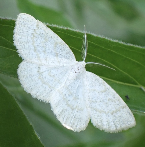 Northern Wave Moth, Graafland, Groot-Ammers, South Holland, NL, photo 8 of 10