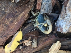 Olivierus martensii