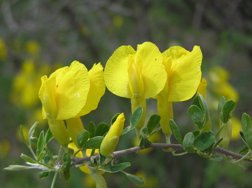 Ruthenian broom
