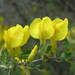 Cytisus ruthenicus - Photo (c) Le.Loup.Gris,  זכויות יוצרים חלקיות (CC BY-SA)