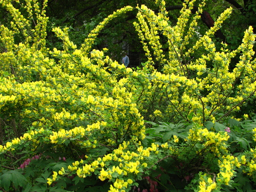 Ruthenian broom