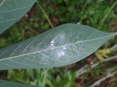 Aleurodicus dispersus