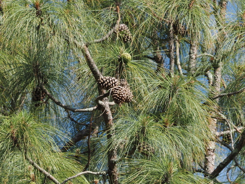 Chir pine (Pinus roxburghii)