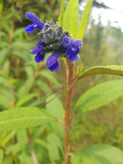 Salvia corrugata