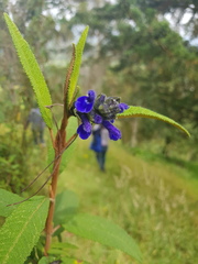 Salvia corrugata
