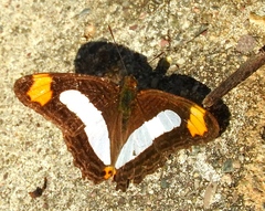 Adelpha iphicleola iphicleola